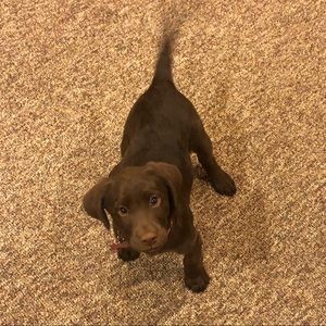 Meet your Posher, Ivan